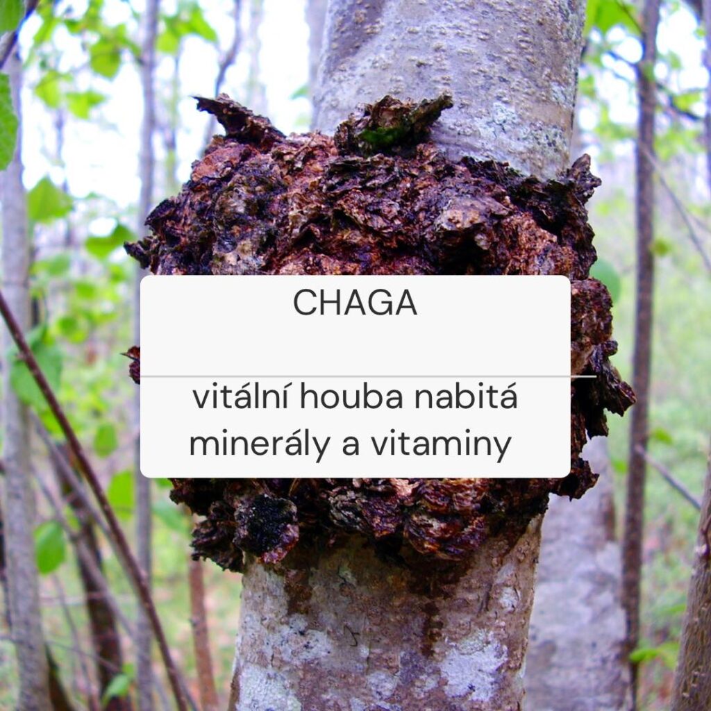 chaga vitalni houba plna mineralu a vitaminu