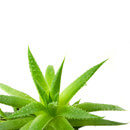 Aloe vera – benefity