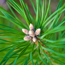 Borovice přímořská (Pinus pinaster)
