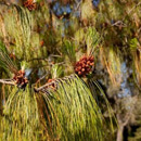 Borovice vejmutovka (Pinus strobus)