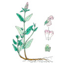 Černohlávek obecný (Prunella vulgaris)