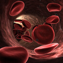 cm cervene krvinky2