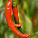 Revoluční spalování tuků s chilli papričkami