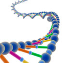 Stručný přehled základních genetických mutací