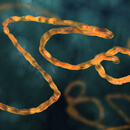 Strašák ebola