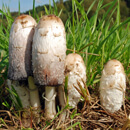 Čistý prášek čtyř druhů sušených hub (bez příměsí 100%)