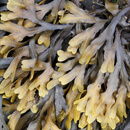 Mořská řasa Ascophyllum nodosum