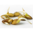 Namáčení, klíčení a sušení: Jak probudit ořechy a semínka k životu a proměnit je v lék