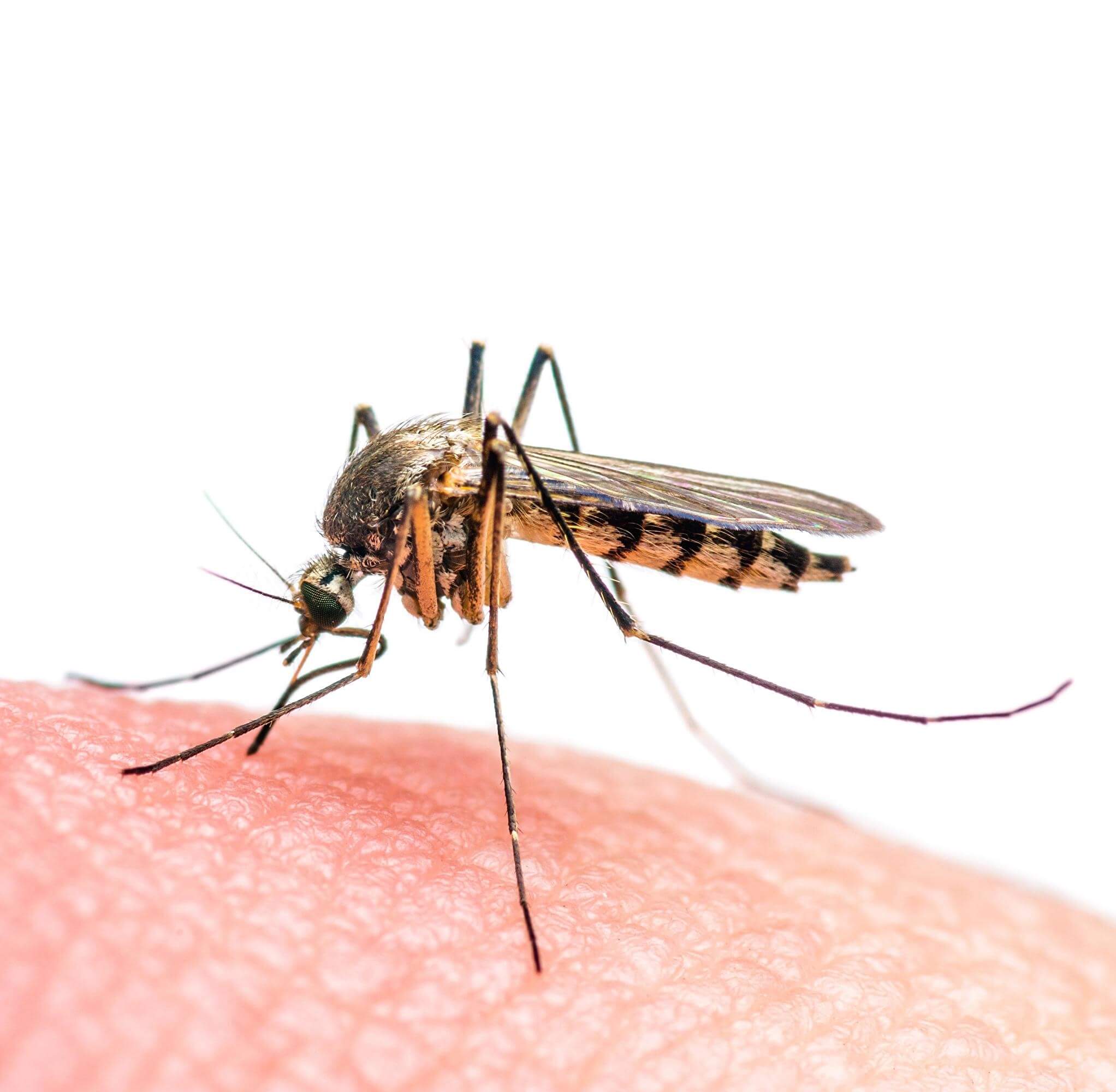 cm komar zika