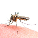 cm komar zika maly