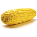 Kukuřice setá