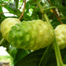 Noni (morinda citrofolia) – všestranná léčivka