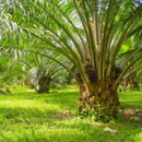 Palmový olej, co je vůbec zač?