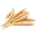 O pšenici špaldě… recept na rychlý špaldový chléb