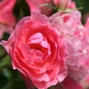 Růže damašská (Rosa damascena)