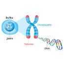 Aktivita telomerázy – klíč k zachování mládí a zdraví