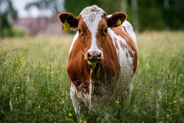 vliv kravského mléko na zdravi