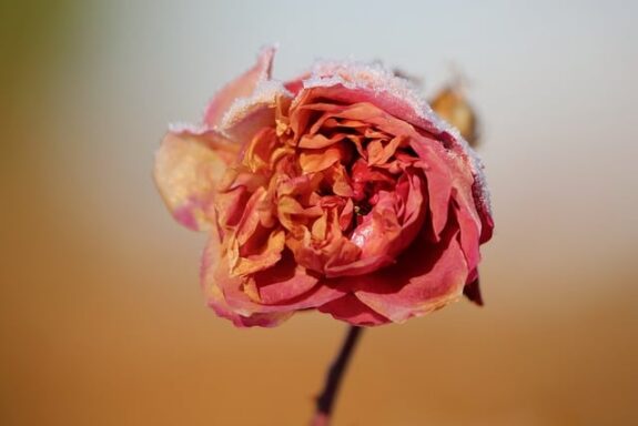 afrodiziakum růže